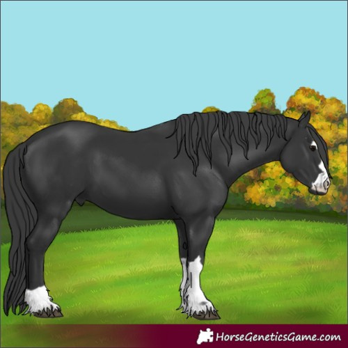 Horse Color:Black 