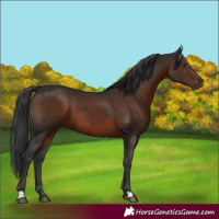 Horse Color:Liver Chestnut 