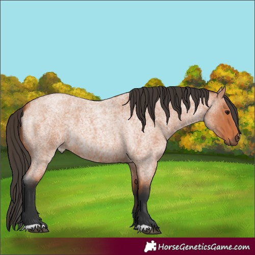 Horse Color:Bay Roan 