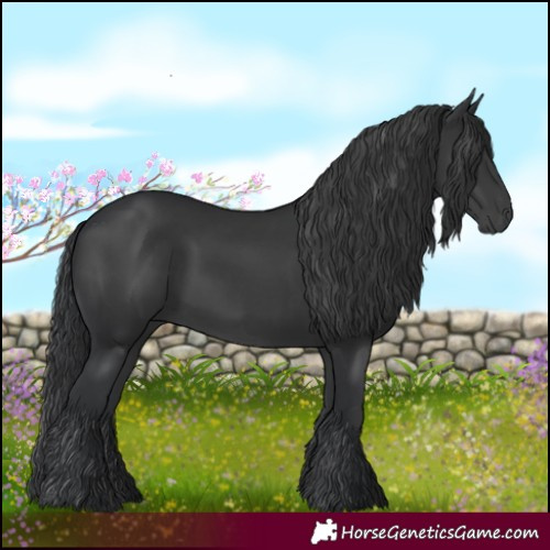 Horse Color:Black 