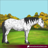 Horse Color:Blue Roan Appaloosa 