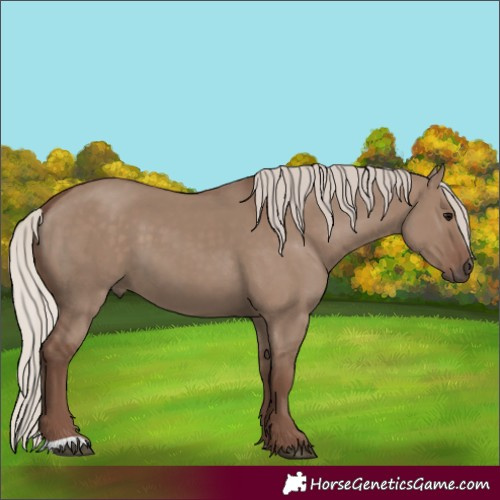 Horse Color:Silver Grullo 