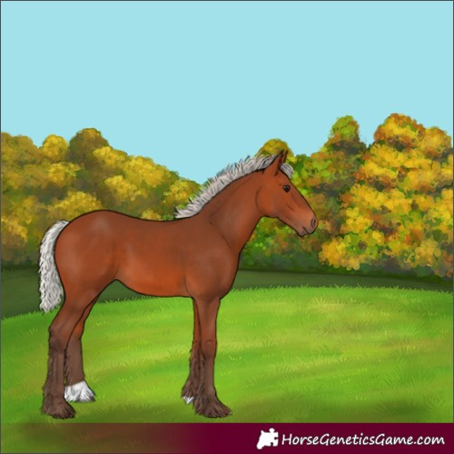Horse Color:Silver Bay 
