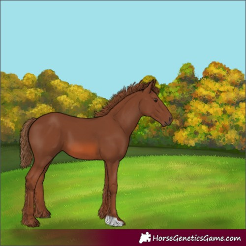 Horse Color:Chestnut 
