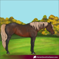 Horse Color:Liver Chestnut 