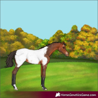Horse Color:Bay Appaloosa