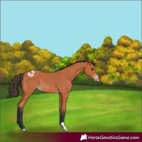 Horse Color:Bay Appaloosa Rabicano