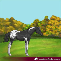 Horse Color:Black Tobiano Appaloosa 