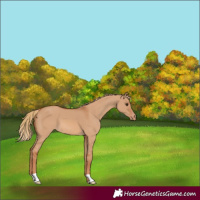 Horse Color:Red Dun Varnish 