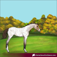 Horse Color:Brown Roan Dun Sabino Appaloosa 
