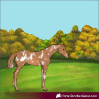 Horse Color:White Spotted Chestnut Appaloosa 
