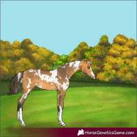 Horse Color:White Spotted Buckskin