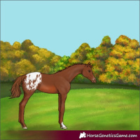 Horse Color:Chestnut Appaloosa