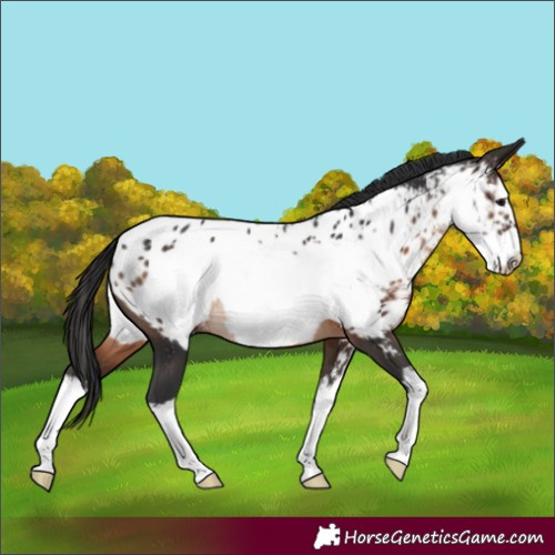 Horse Color:Unknown 