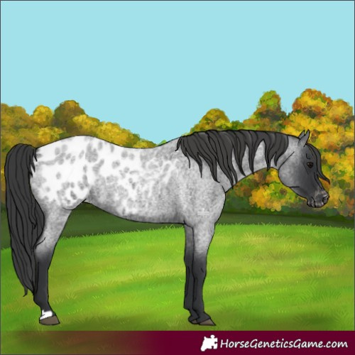 Horse Color:Blue Roan Appaloosa 