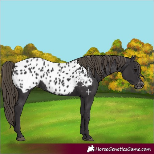 Horse Color:Smoky Black Appaloosa 