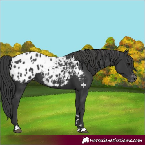 Horse Color:Black Appaloosa 