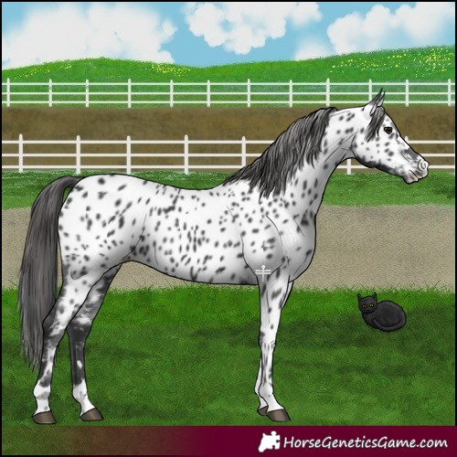 Horse Color:Black Appaloosa 