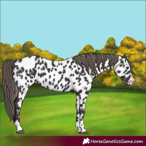 Horse Color:Smoky Black Appaloosa 
