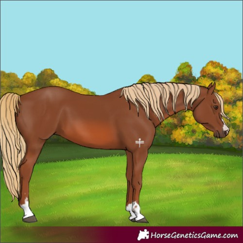 Horse Color:Chestnut 