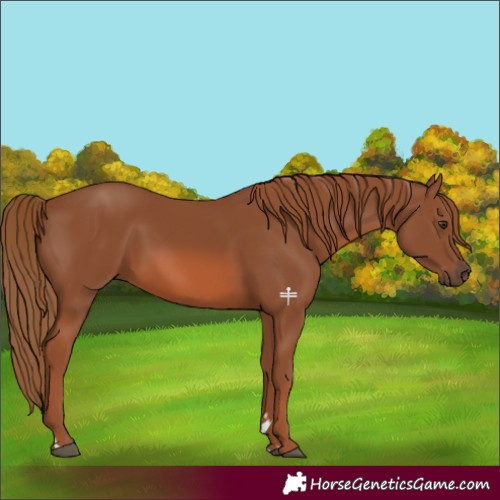 Horse Color:Chestnut 