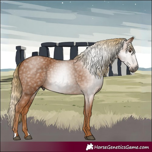 Horse Color:Gray Chestnut 