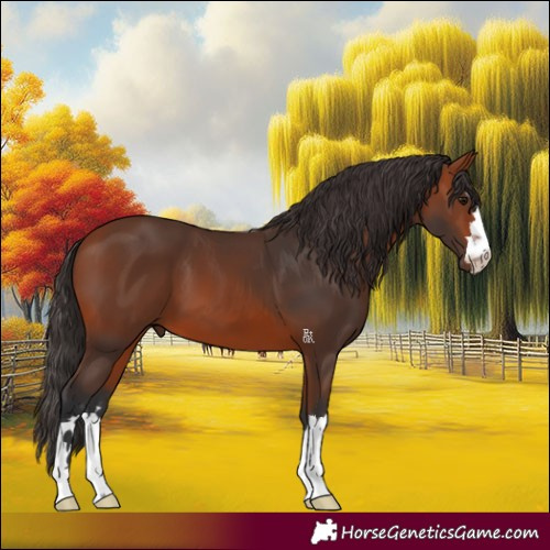 Horse Color:Bay 