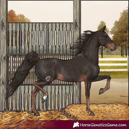 Horse Color:Liver Chestnut Rabicano 