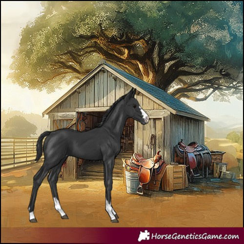 Horse Color:Black Appaloosa 