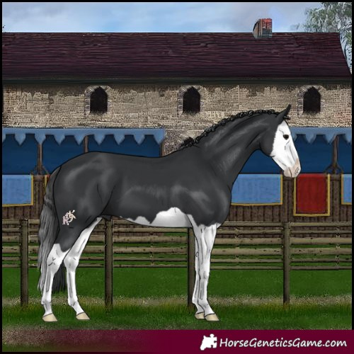Horse Color:Black Splash 