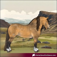 Horse Color:Buckskin