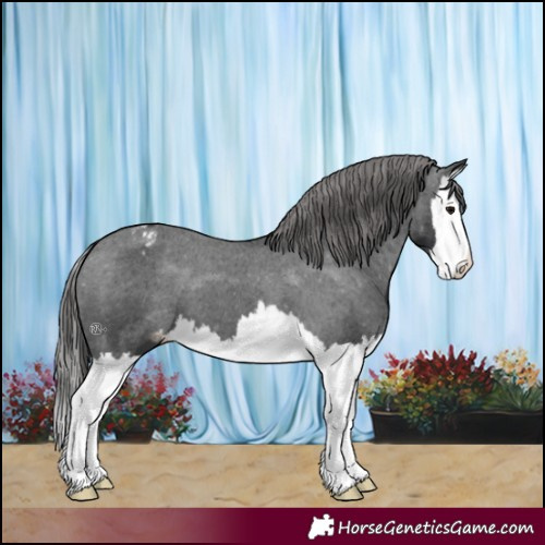 Horse Color:Black Splash Appaloosa 