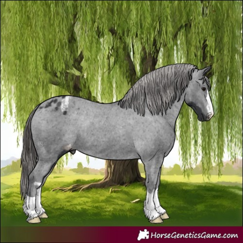 Horse Color:Black Appaloosa Rabicano 