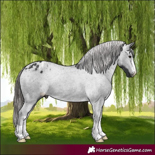 Horse Color:Black Blanket Rabicano 