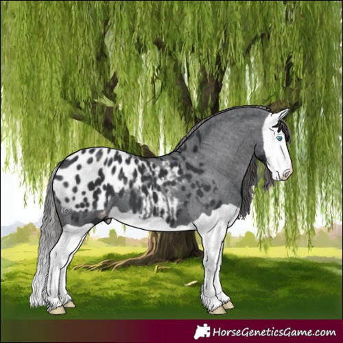 Horse Color:Black Splash Blanket 