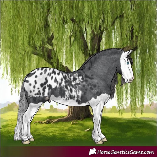 Horse Color:Black Splash Appaloosa 