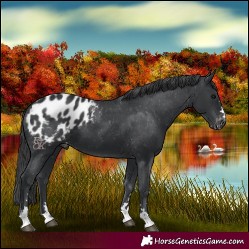 Horse Color:Black Appaloosa 