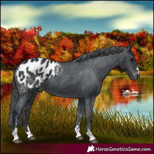 Horse Color:Black Appaloosa 