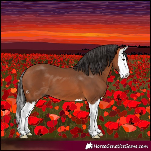 Horse Color:Bay Splash 