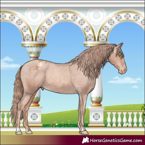 Horse Color:Gold Champagne Appaloosa 