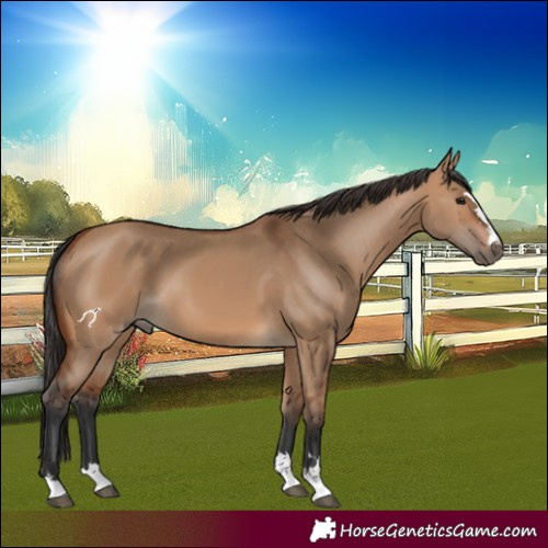 Horse Color:Bay Dun 