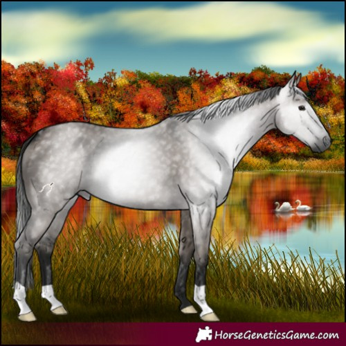 Horse Color:Gray Grullo 