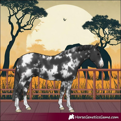 Horse Color:White Spotted Black 