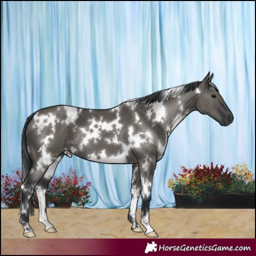 Horse Color:White Spotted Grullo 