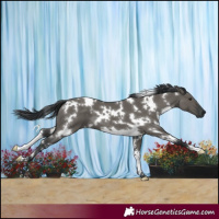 Horse Color:White Spotted Grullo 