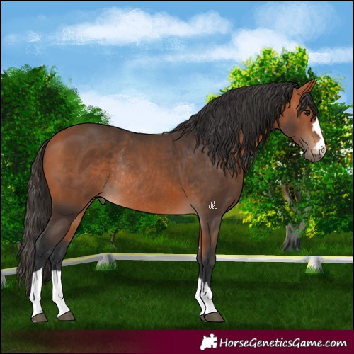 Horse Color:Bay Rabicano 