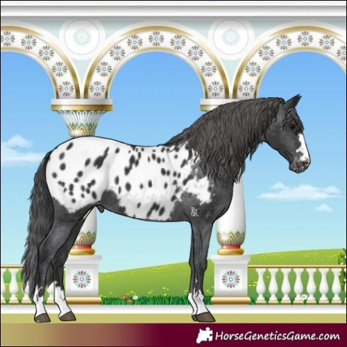 Horse Color:Black Appaloosa 