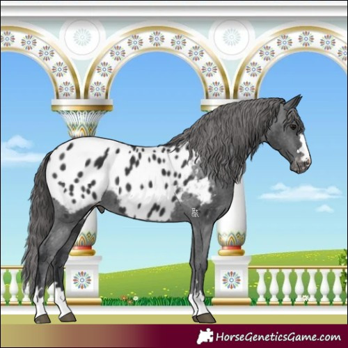 Horse Color:Black Blanket 