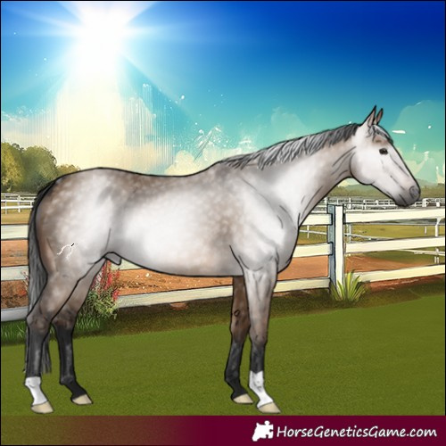 Horse Color:Gray Brown Dun 