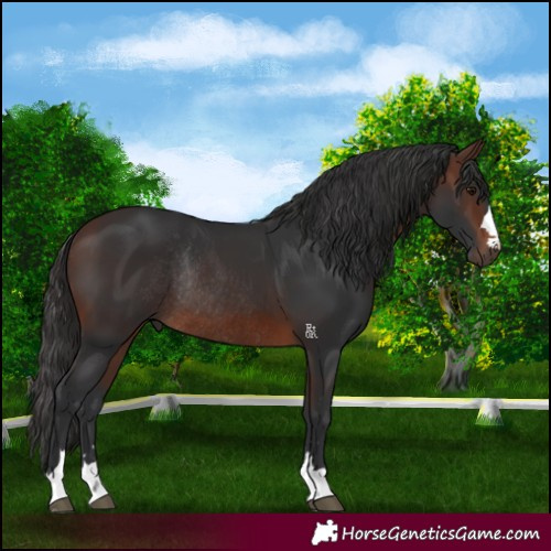 Horse Color:Brown Rabicano 